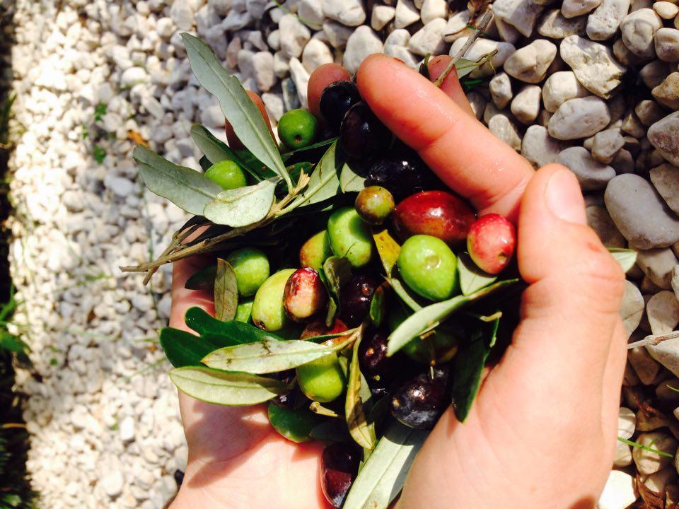 Il Pettirosso B&B Grottaferrata Eksteriør bilde